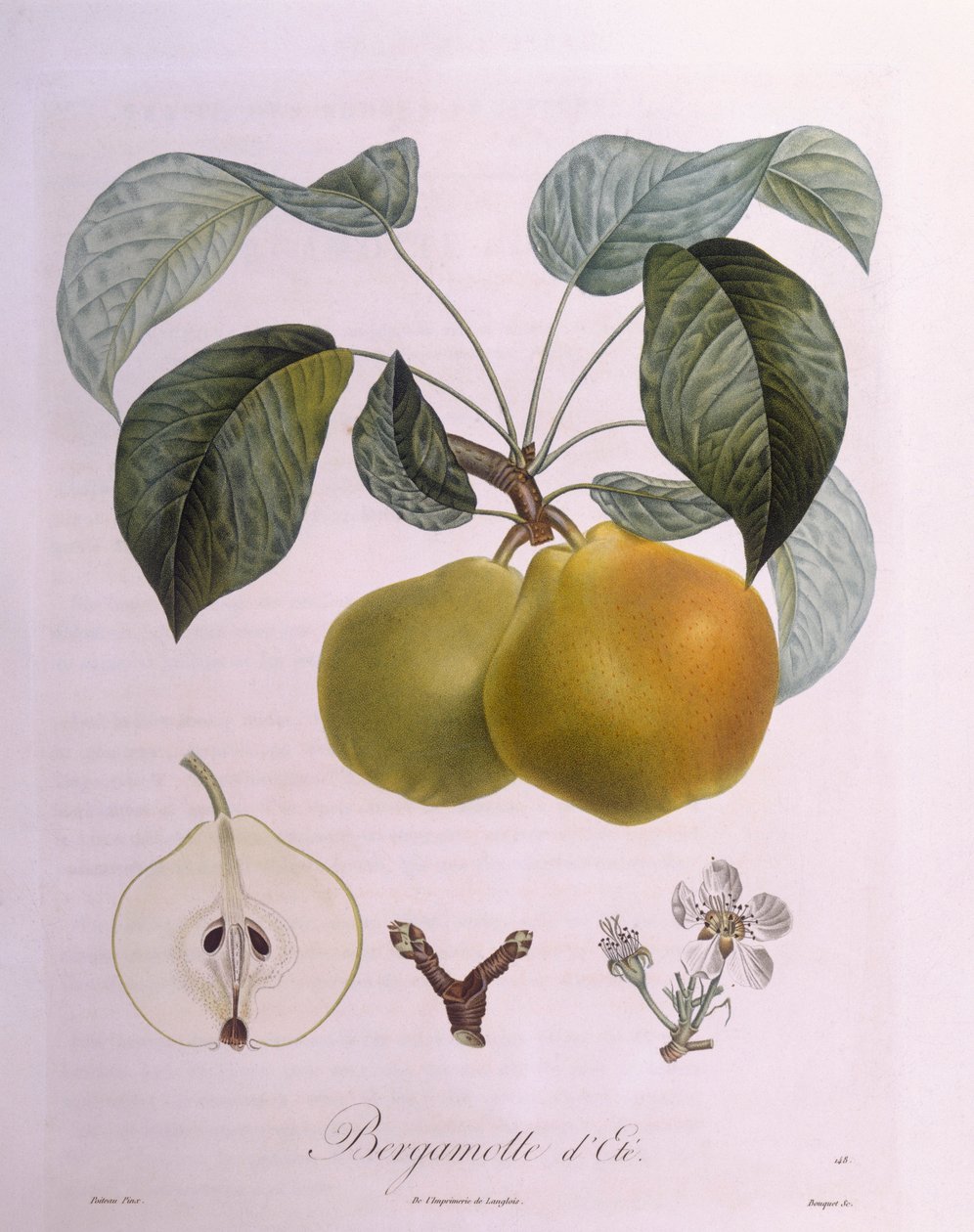 Pære "Bergamot" Henry Louis Duhamel du Monceau, botanisk plate av Pierre Antoine Poiteau av Pierre Antoine (after) Poiteau