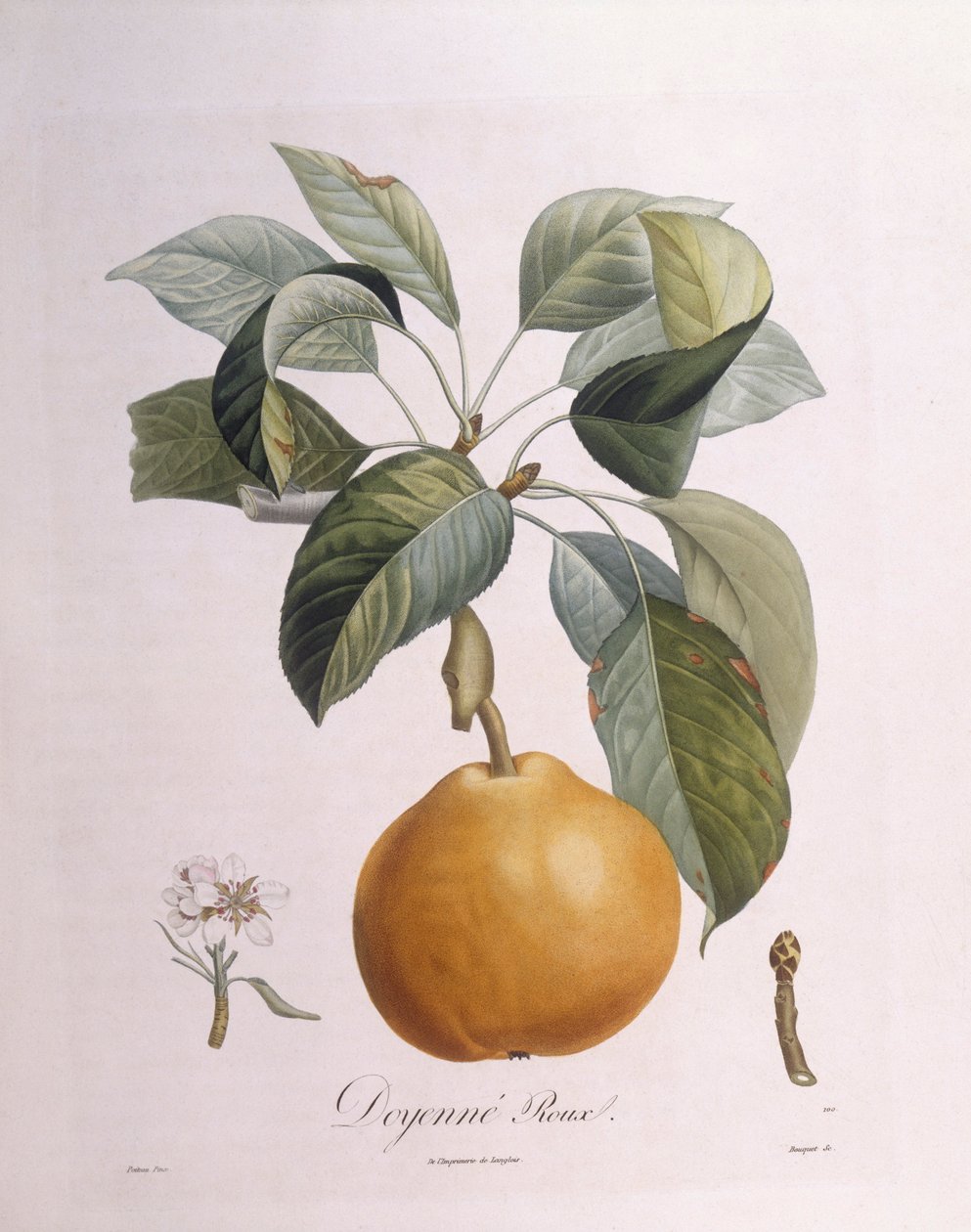 Pære "Doyenné roux" Henry Louis Duhamel du Monceau, botanisk plate av Pierre Antoine Poiteau av Pierre Antoine (after) Poiteau