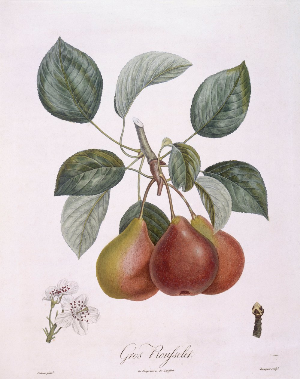 Pære "Gros Rousselet" Henry Louis Duhamel du Monceau, botanisk plate av Pierre Antoine Poiteau av Pierre Antoine (after) Poiteau