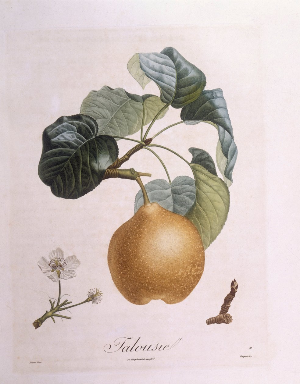 Pære "Talousie" Henry Louis Duhamel du Monceau, botanisk plate av Pierre Antoine Poiteau av Pierre Antoine (after) Poiteau