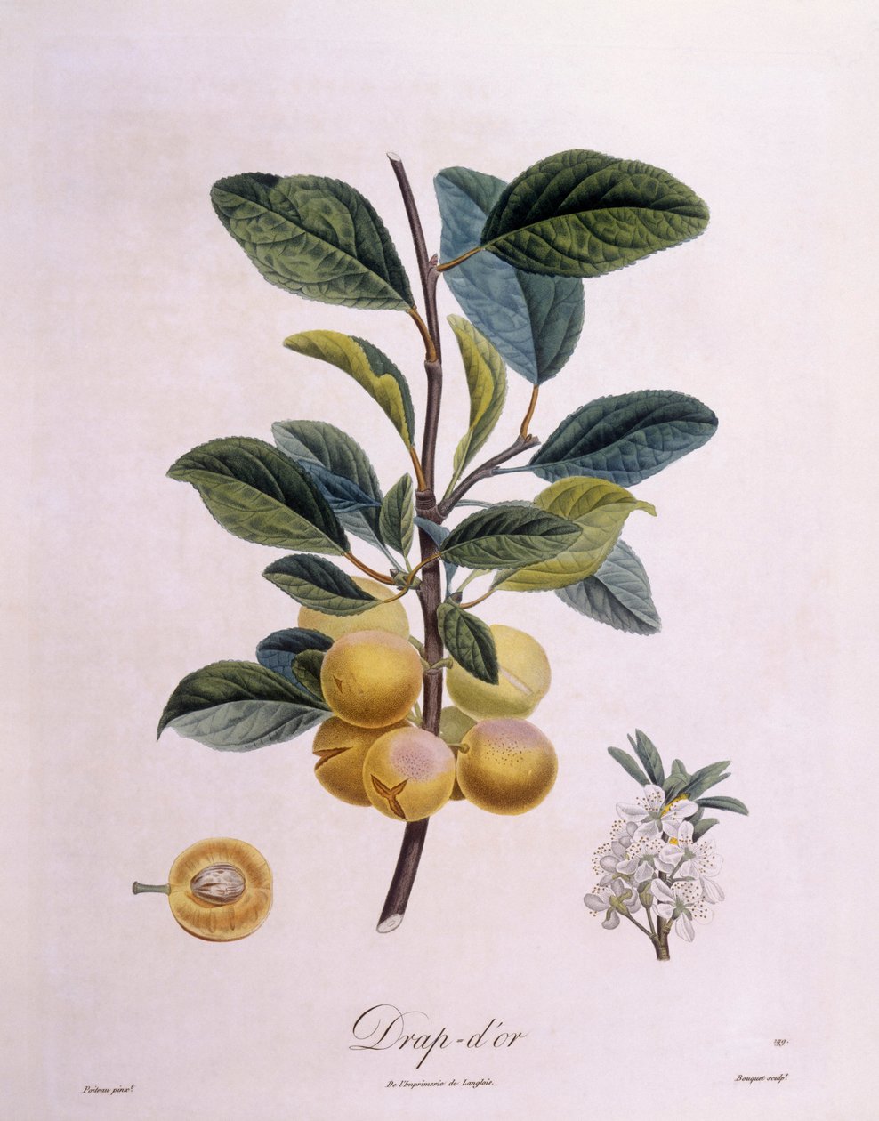 Plomme "Drap d'or", Henry Louis Duhamel du Monceau, botanisk tallerken av Pierre Antoine Poiteau av Pierre Antoine (after) Poiteau