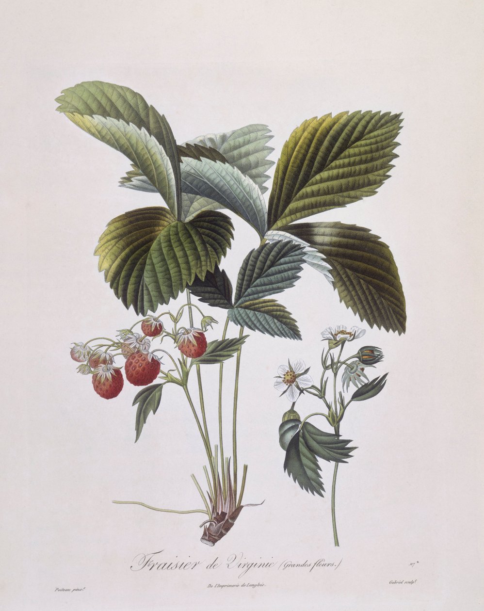 Virginia Strawberry (Fragaria virginiana), Henry Louis Duhamel du Monceau, botanisk tallerken av Pierre Antoine Poiteau av Pierre Antoine (after) Poiteau