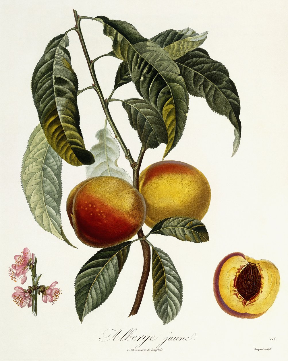 gul kro av Pierre Antoine Poiteau