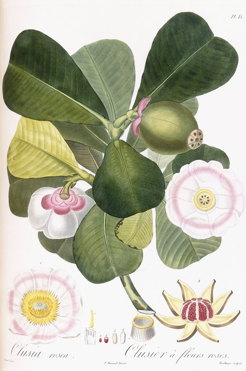 Clusia rosea, Clusier med rosa blomster, 1808-1828 av Pierre Antoine Poiteau