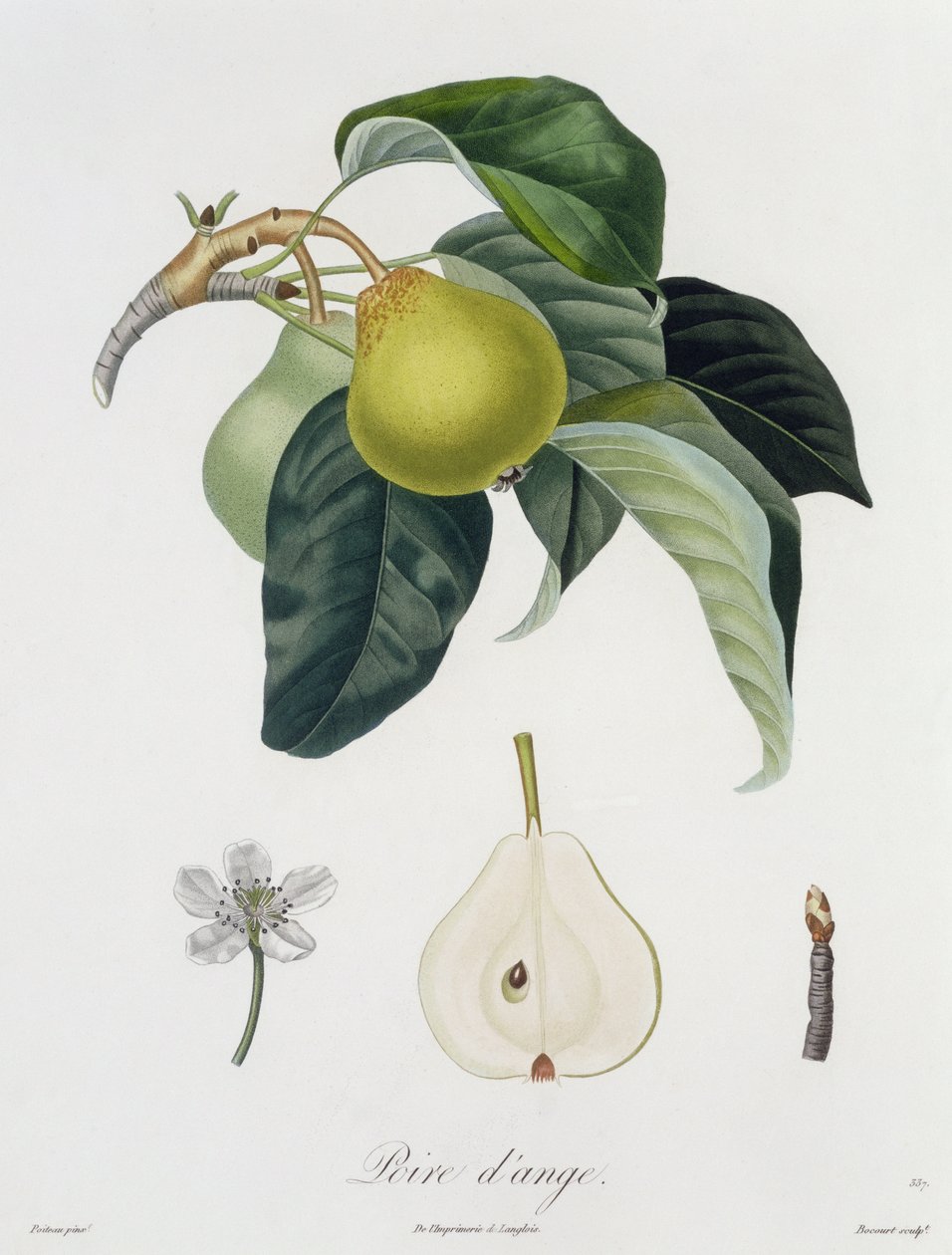 Poire d'ange, gravert av Bocourt, utgitt 1755 (fargegravering) av Pierre Antoine Poiteau
