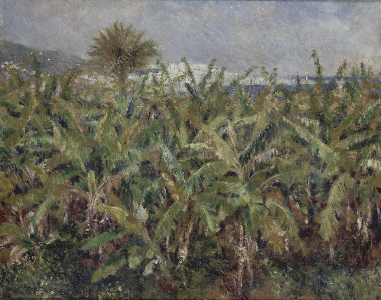 Field of Banana Trees Champ de bananiers, 1881 av Pierre Auguste Renoir