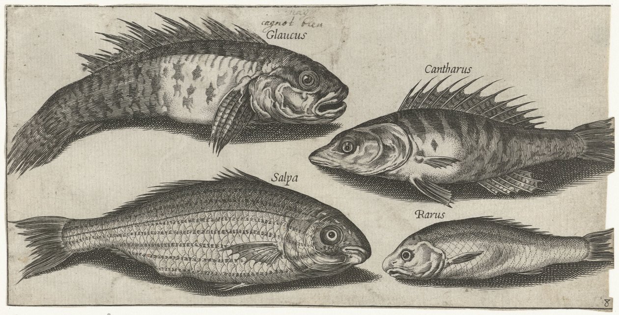 Bockfish, abbor, kutling og en ukjent fisk Fiske (serietittel) Piscivm vivae-ikoner (serietittel) av Pierre Firens