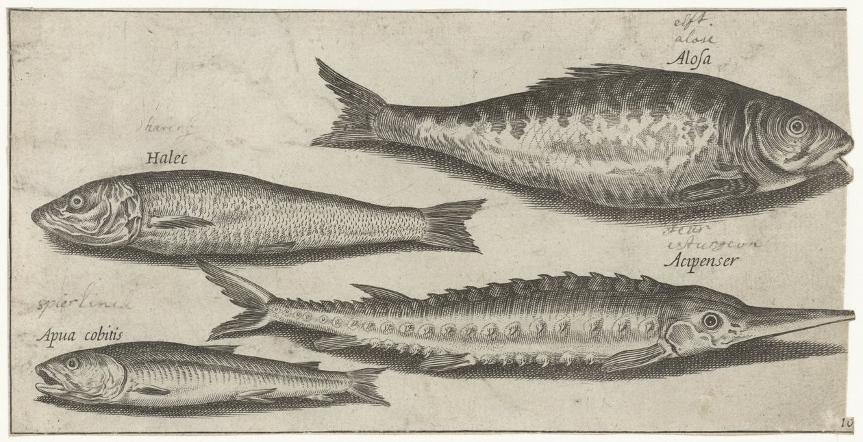 Shad, stør, smelte og en sild Fiske (serietittel) Piscium vivae-ikoner (serietittel) av Pierre Firens