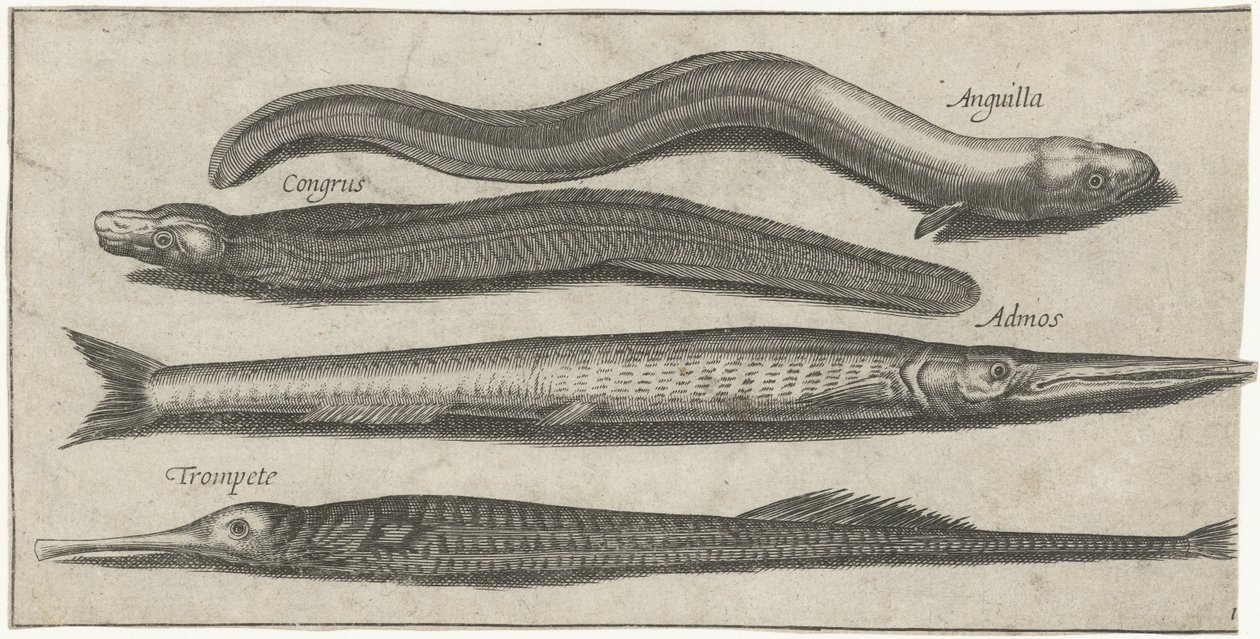 Garfish, pipefish, ål og en ål Fiske (serietittel) Piscium vivae-ikoner (serietittel) av Pierre Firens