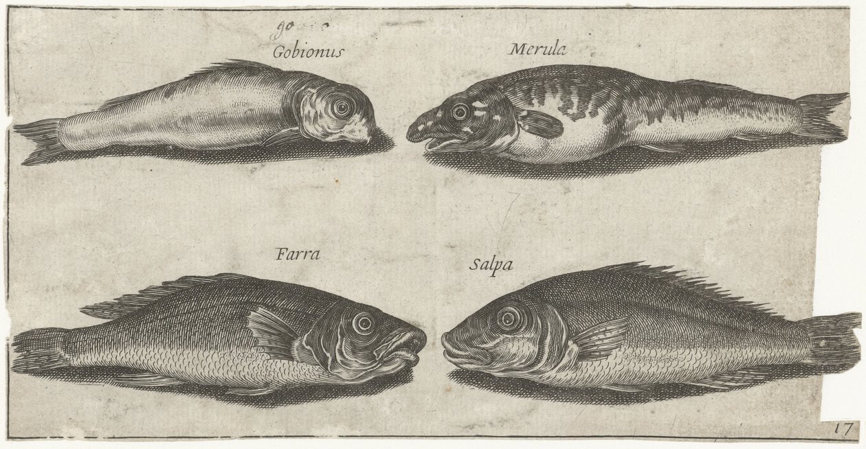 Kutling, bogo, hvitting og en annen fisk Fiske (serietittel) Piscivm vivae-ikoner (serietittel) av Pierre Firens