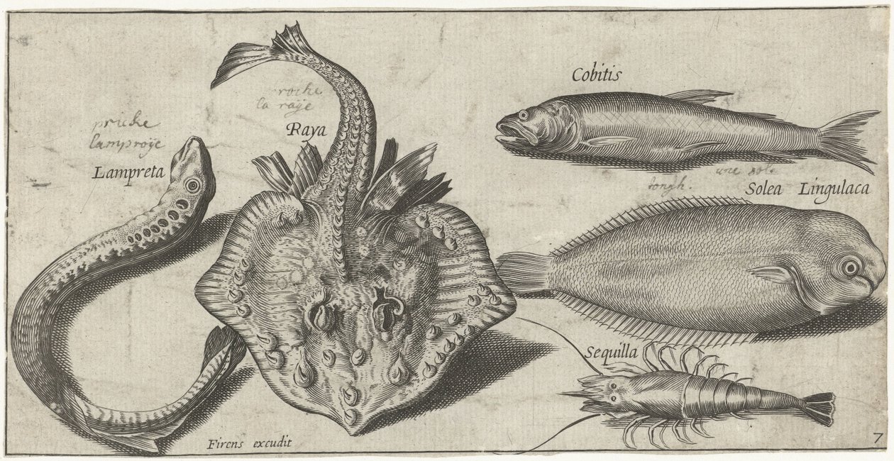 Rokke, sjølamprey, reker og to andre fisker Fiske (serietittel) Piscivm vivae-ikoner (serietittel) av Pierre Firens