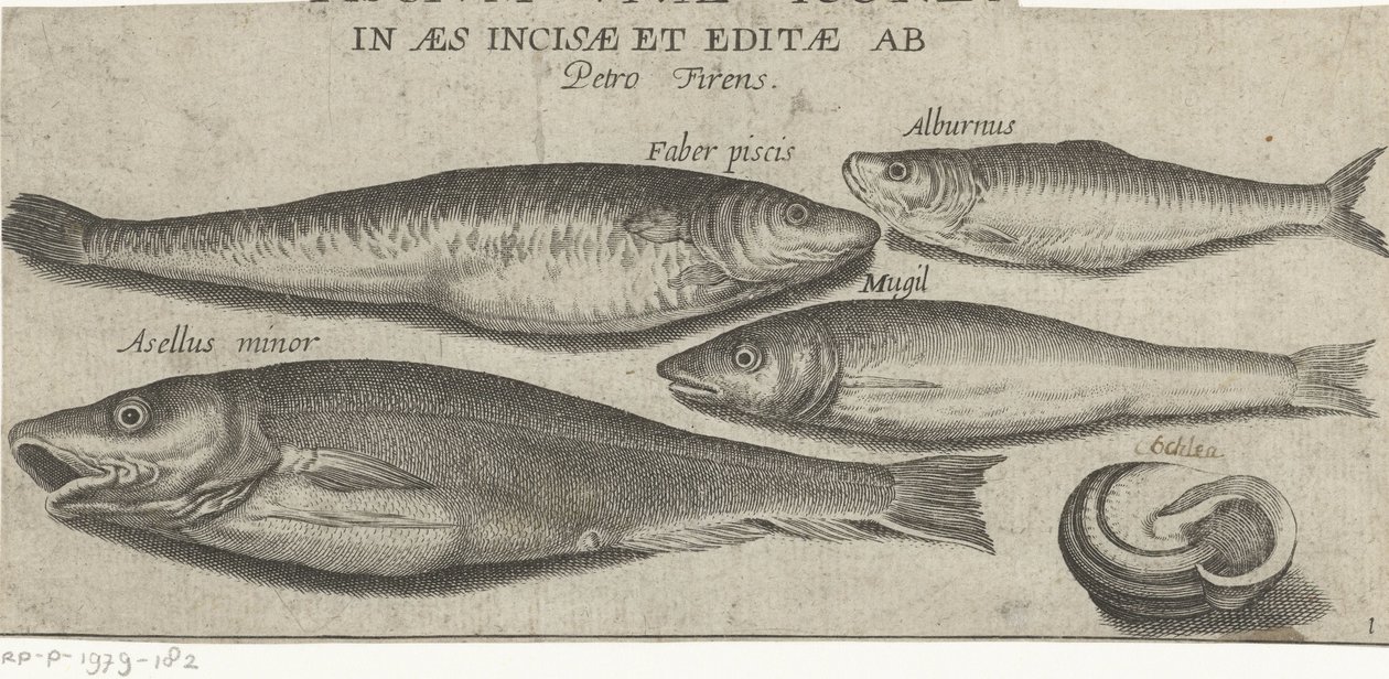 Brisling, karpe, multe, liten torsk og et skjell Fiske (serietittel) Piscivm vivae-ikoner (serietittel på objekt) av Pierre Firens