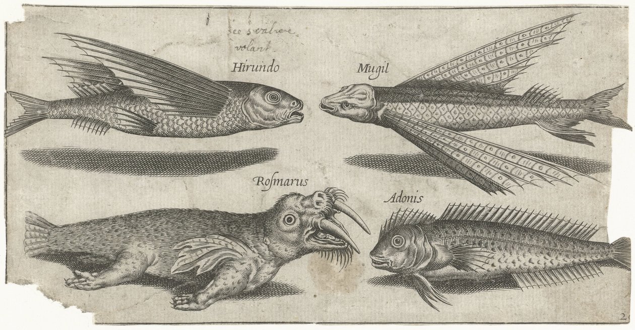 Flyvende grynt, klump, blenny og en hvalross Fiske (serietittel) Piscivm vivae-ikoner (serietittel) av Pierre Firens