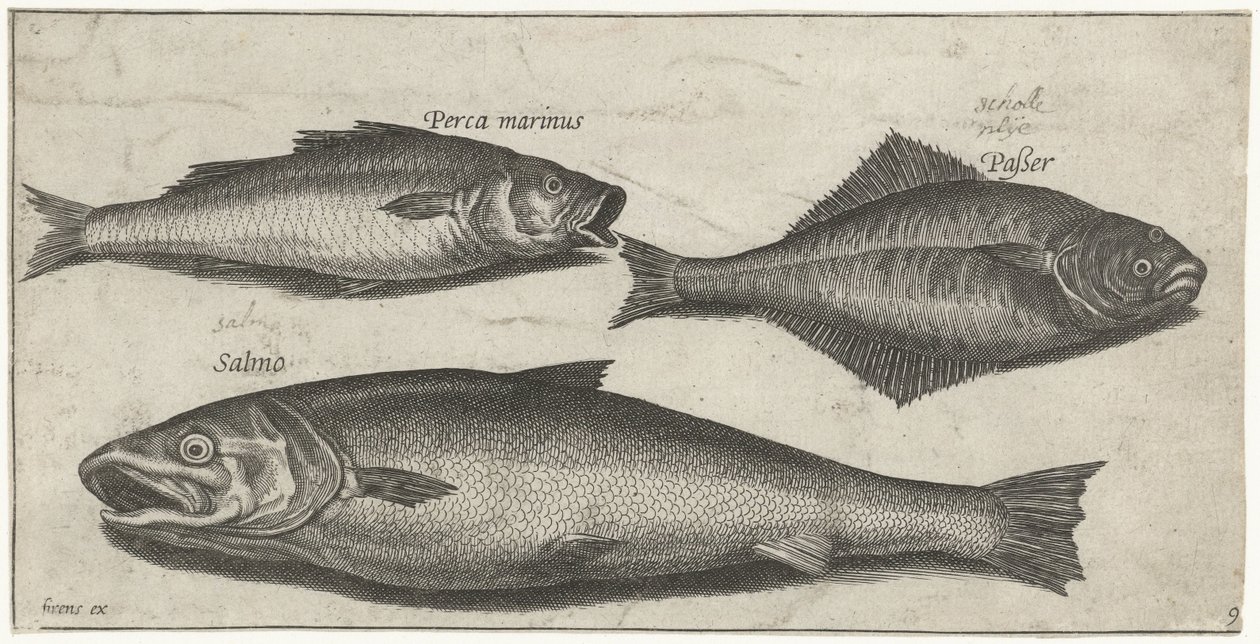 Havabbor, tunge og en laks Fisk (serietittel) Piscivm vivae-ikoner (serietittel) av Pierre Firens