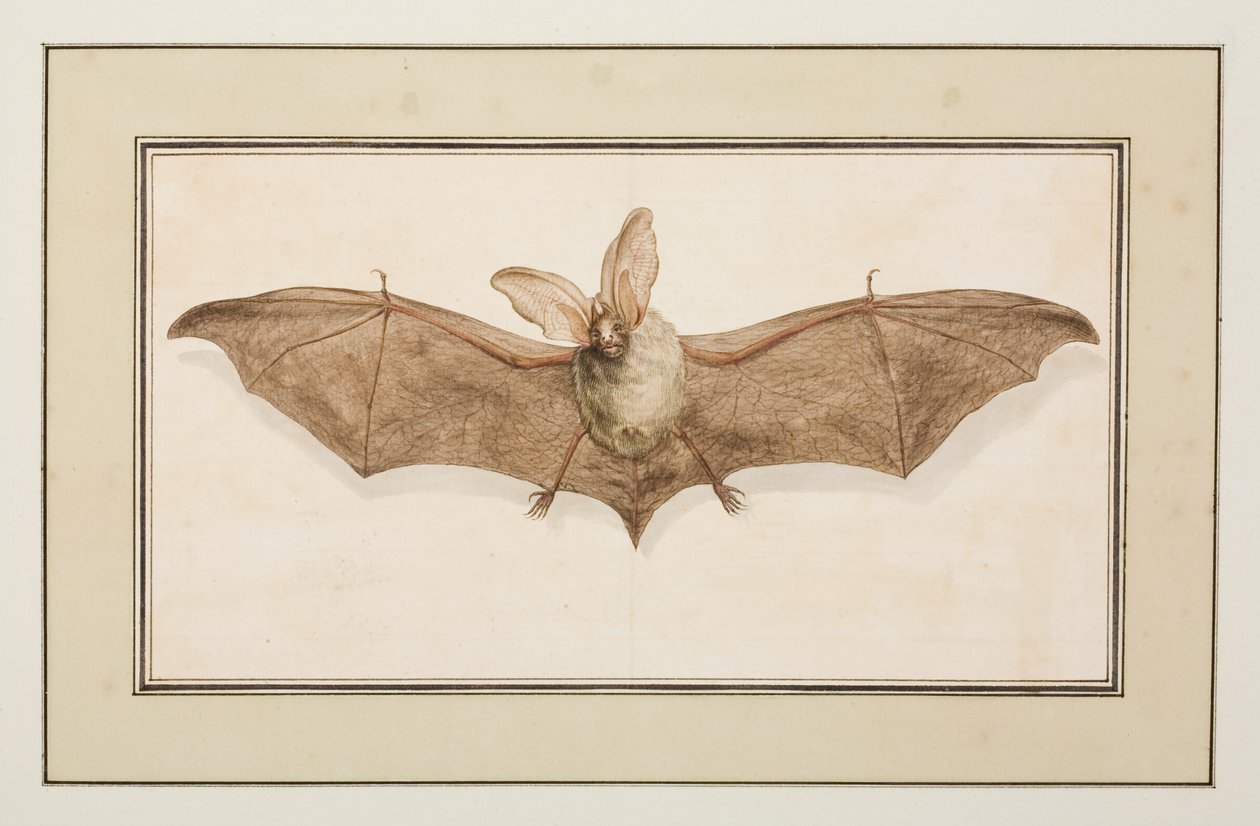 Brun langøret flaggermus, ca. 1755-65 (akvarell på papir) av Pierre Francois Ledoulx