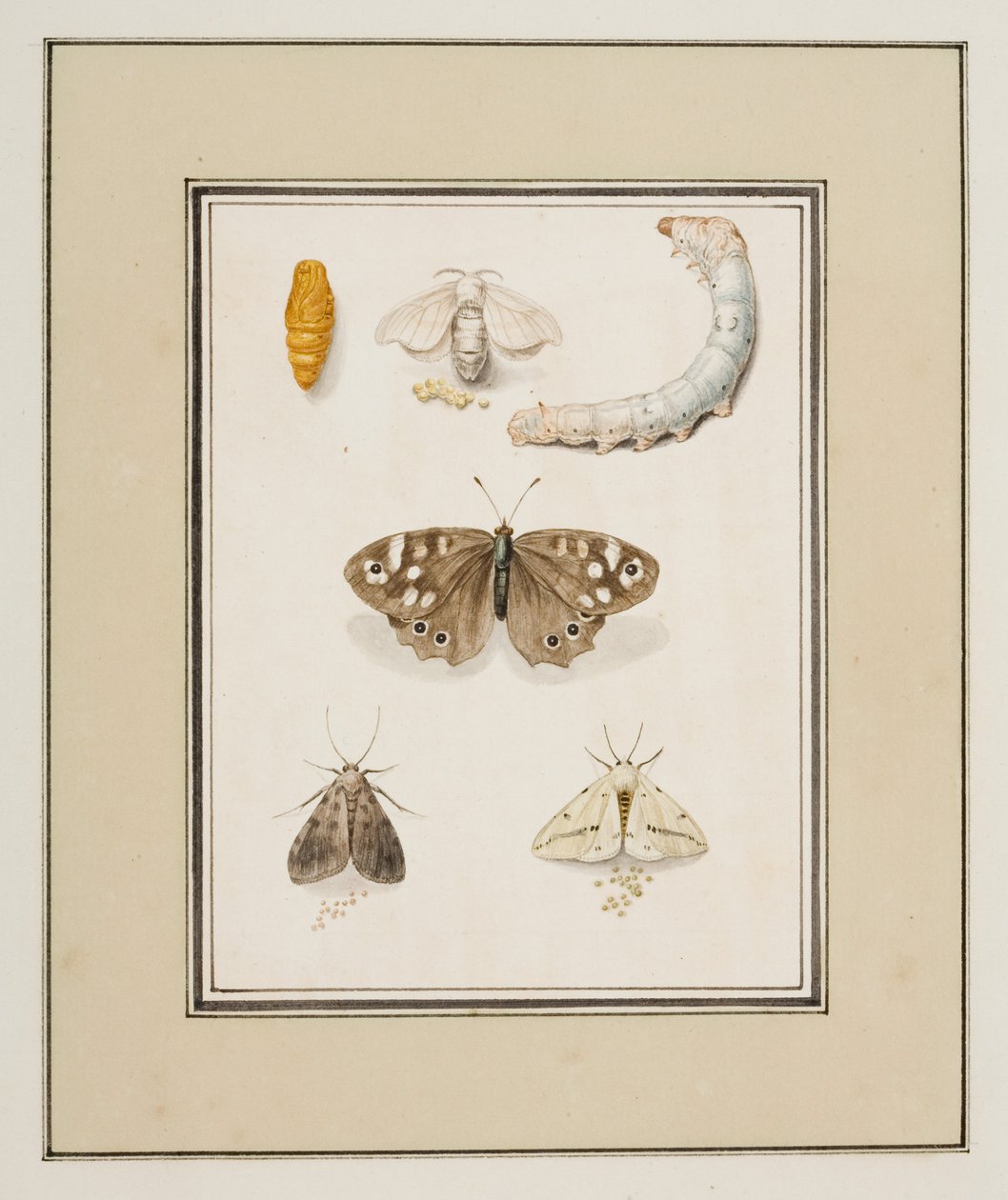 Sommerfugler, møll og larver, ca. 1755-65 (akvarell på papir) av Pierre Francois Ledoulx