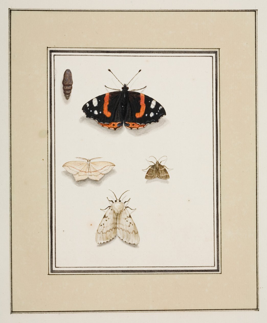 Sommerfugler, ca. 1755-65 (akvarell på papir) av Pierre Francois Ledoulx