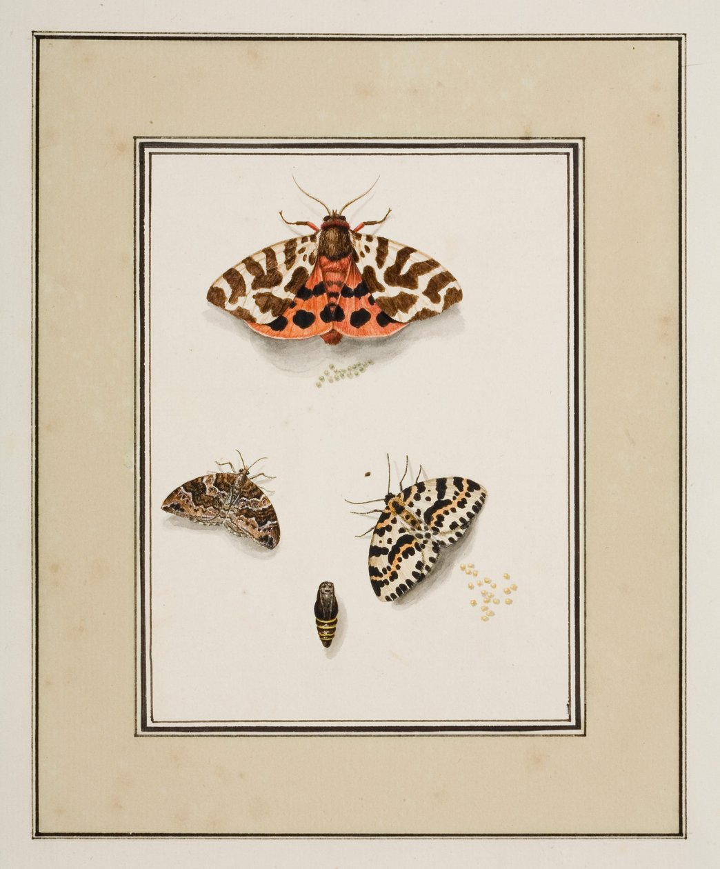 Sommerfugler, ca. 1755-65 (akvarell på papir) av Pierre Francois Ledoulx