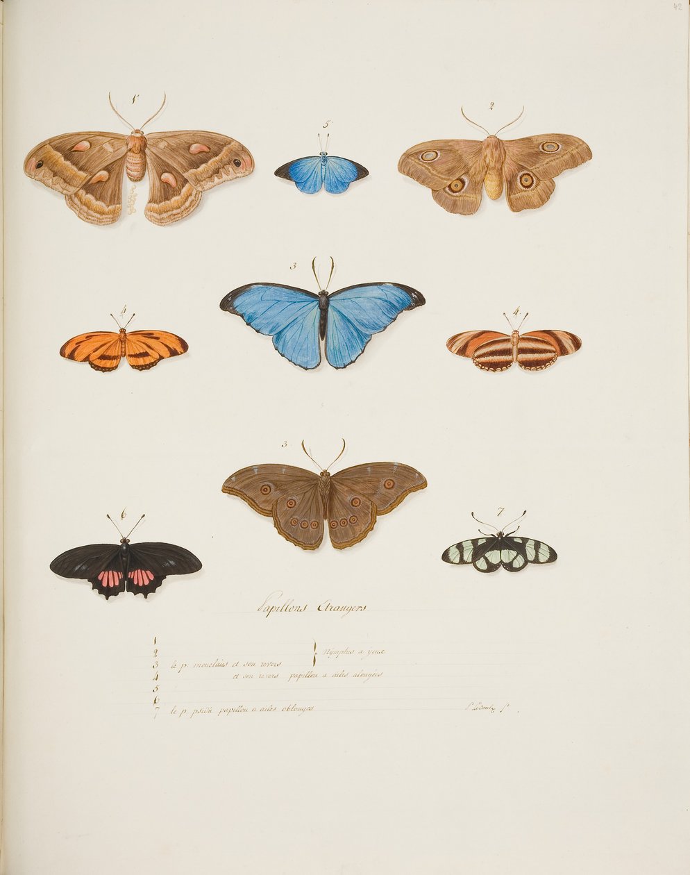 Foreign Butterflies, ca. 1755-65 (akvarell på papir) av Pierre Francois Ledoulx