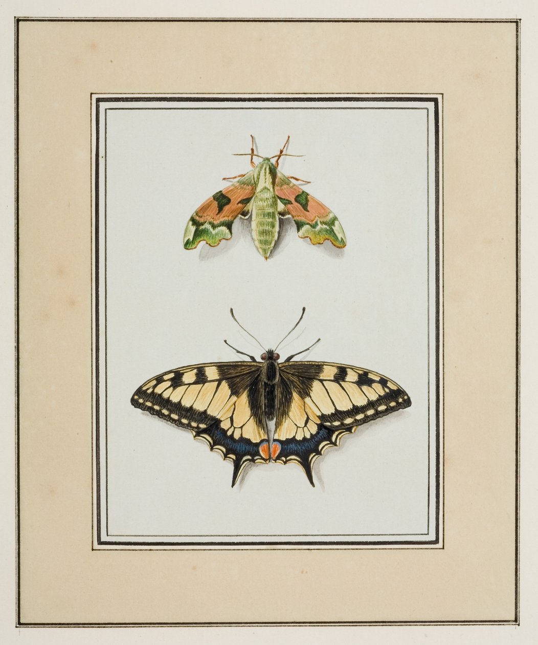 Hawk Moth and Old World Swallowtail Butterfly, ca. 1755-65 (akvarell på papir) av Pierre Francois Ledoulx