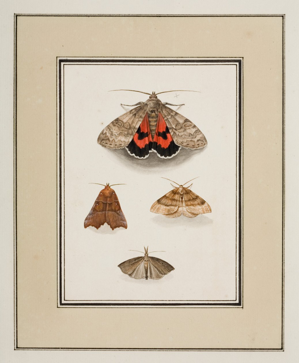 Moths, ca. 1755-65 (akvarell på papir) av Pierre Francois Ledoulx