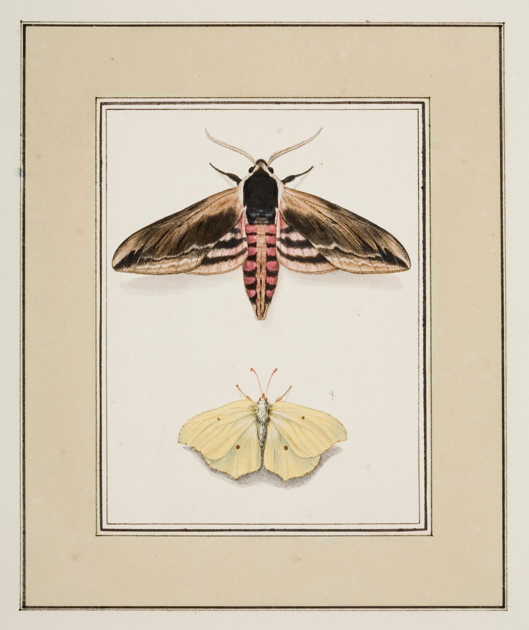 Liguster Hawk Moth and Common Brimstone, ca. 1755-65 (akvarell på papir) av Pierre Francois Ledoulx