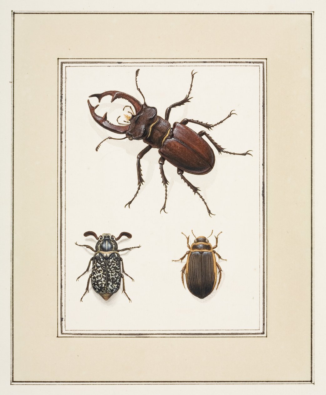 Stag, Chafer and Geelgerande Beetles, ca. 1755-65 (akvarell på papir) av Pierre Francois Ledoulx