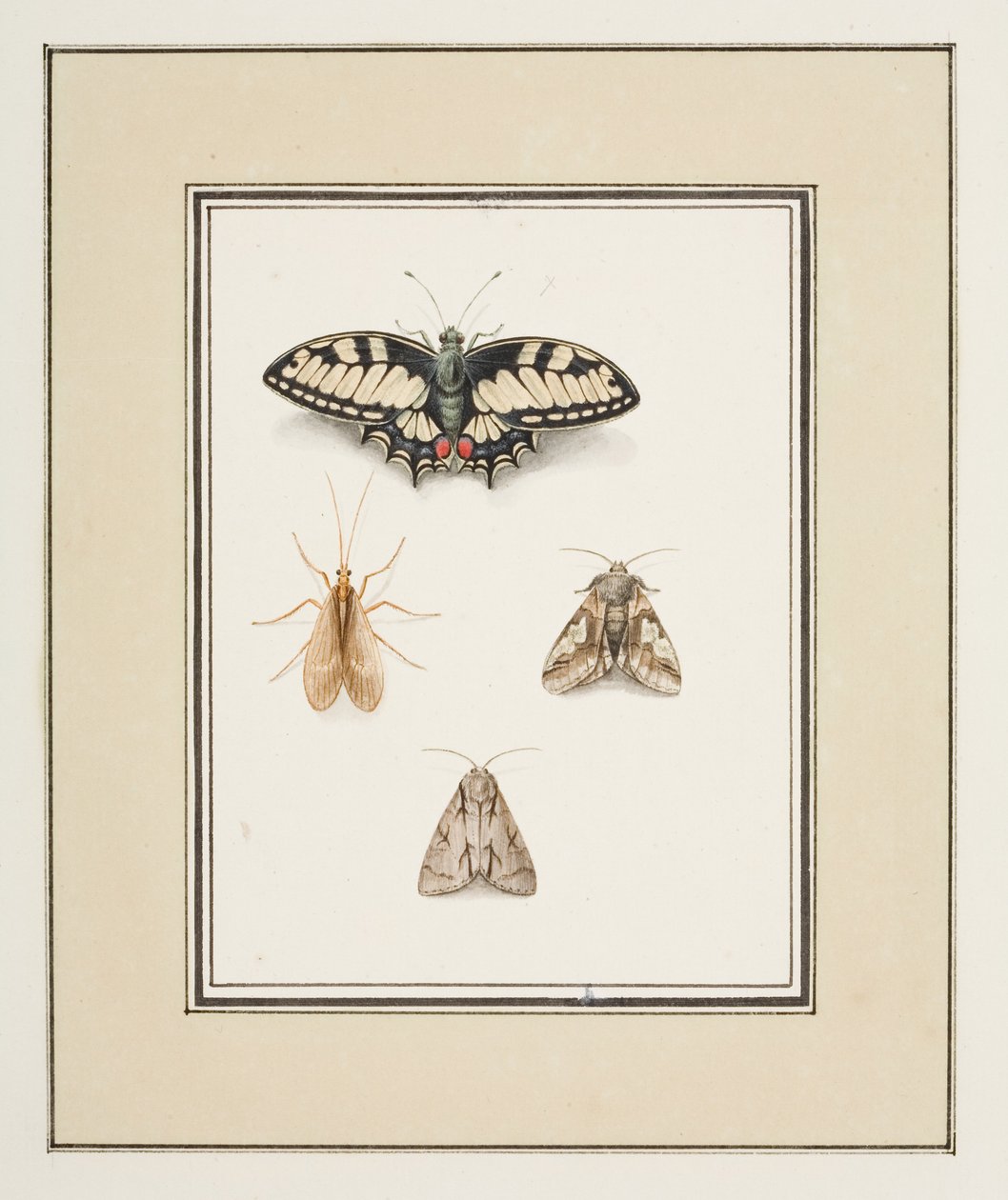Swallowtail Butterfly, Mayfly and Two Moths, ca. 1755-65 (akvarell på papir) av Pierre Francois Ledoulx