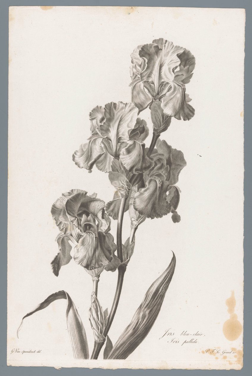 Dalmatisk iris Lyseblå iris / Iris pallida (tittel på objekt) Blomster hentet fra naturen (...) (serietittel) av Pierre François Legrand