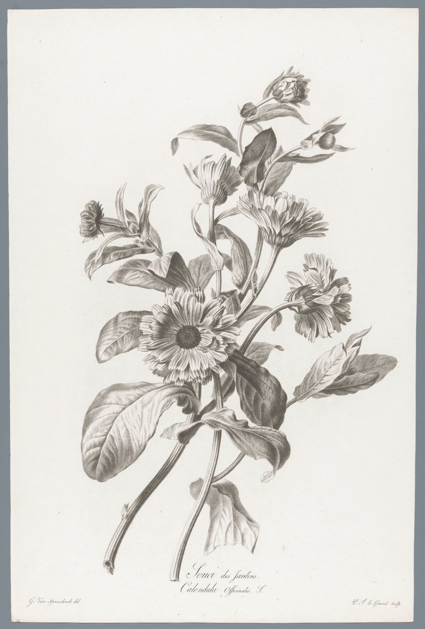 Goudsbloem Marigold / Calendula Officinalis L. (tittel på objekt) Blomster hentet fra naturen (...) (serietittel) av Pierre François Legrand