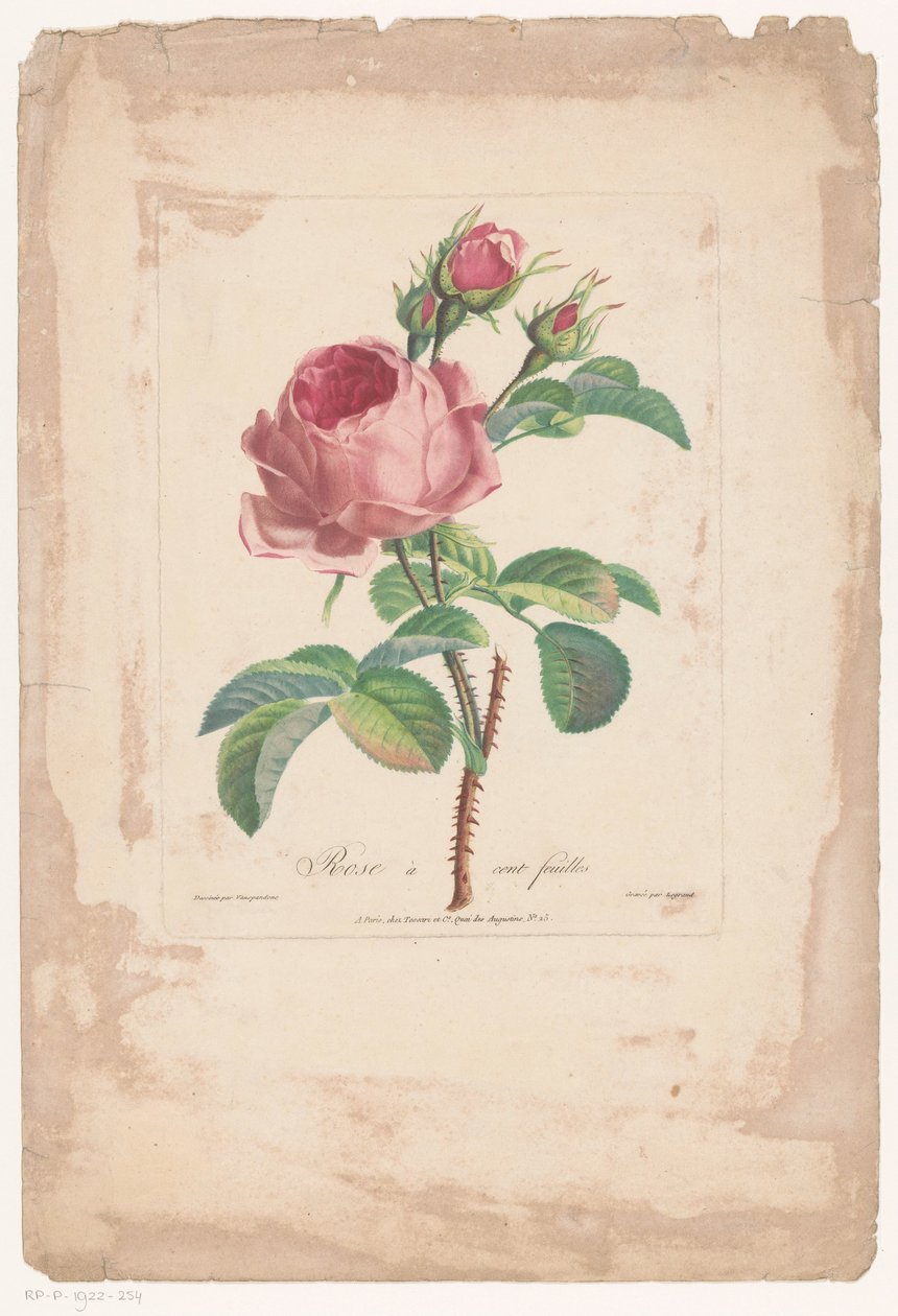 Honderdbladige roos Hundred Leaf Rose (tittel på objekt) av Pierre François Legrand