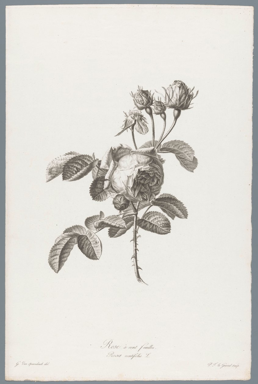 Honderdbladige roos Hundrebladet rose / Rosa centifolia L. (tittel på objekt) Blomster hentet fra naturen (...) (serietittel) av Pierre François Legrand