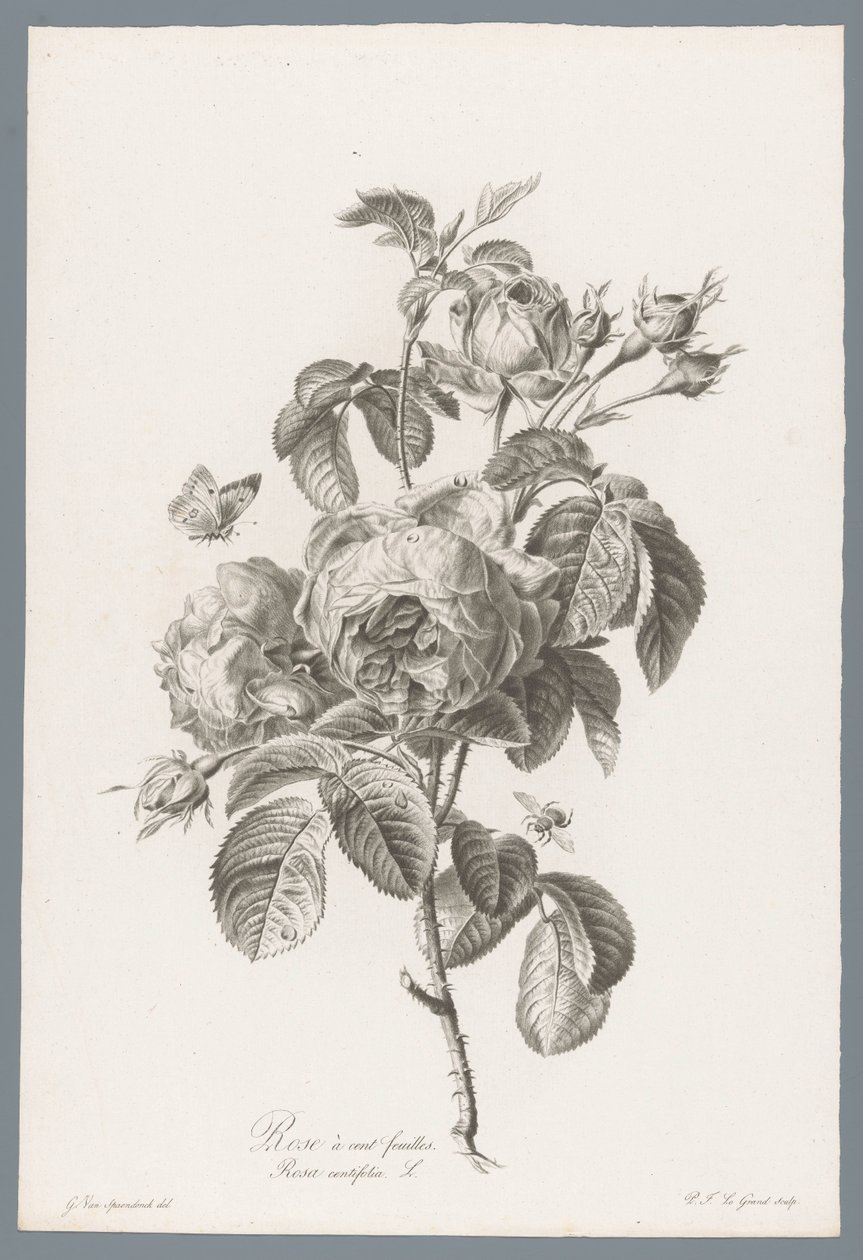 Honderdbladige roos Hundrebladet rose / Rosa centifolia L. (tittel på objekt) Blomster hentet fra naturen (...) (serietittel) av Pierre François Legrand