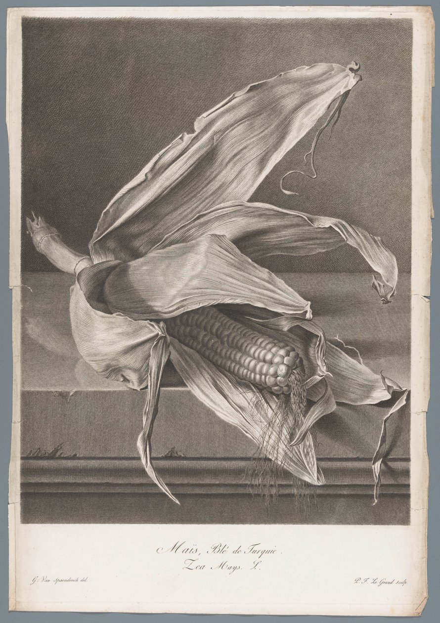 Mais Mais, Turkish Wheat / Zea Mays L. (tittel på objekt) Blomster hentet fra naturen (...) (serietittel) av Pierre François Legrand