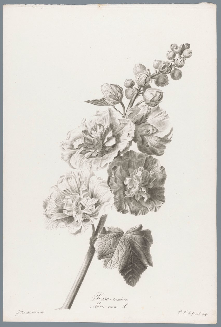 Stokroos Stokrose / Alcea rosea L. (tittel på objekt) Blomster hentet fra naturen (...) (serietittel) av Pierre François Legrand