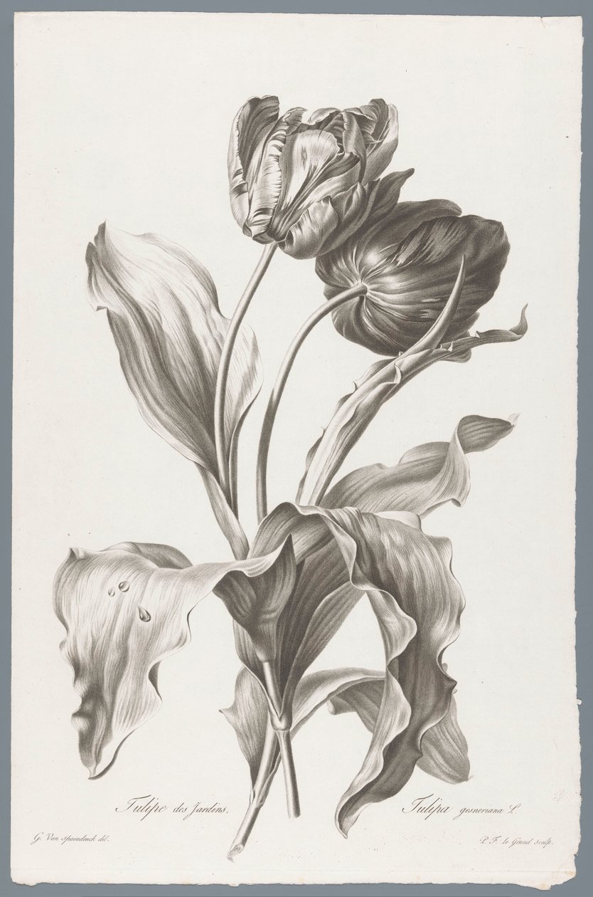 tulp Garden Tulip / Tulipa gesneriana L. (tittel på objekt) Blomster hentet fra naturen (...) (serietittel) av Pierre François Legrand