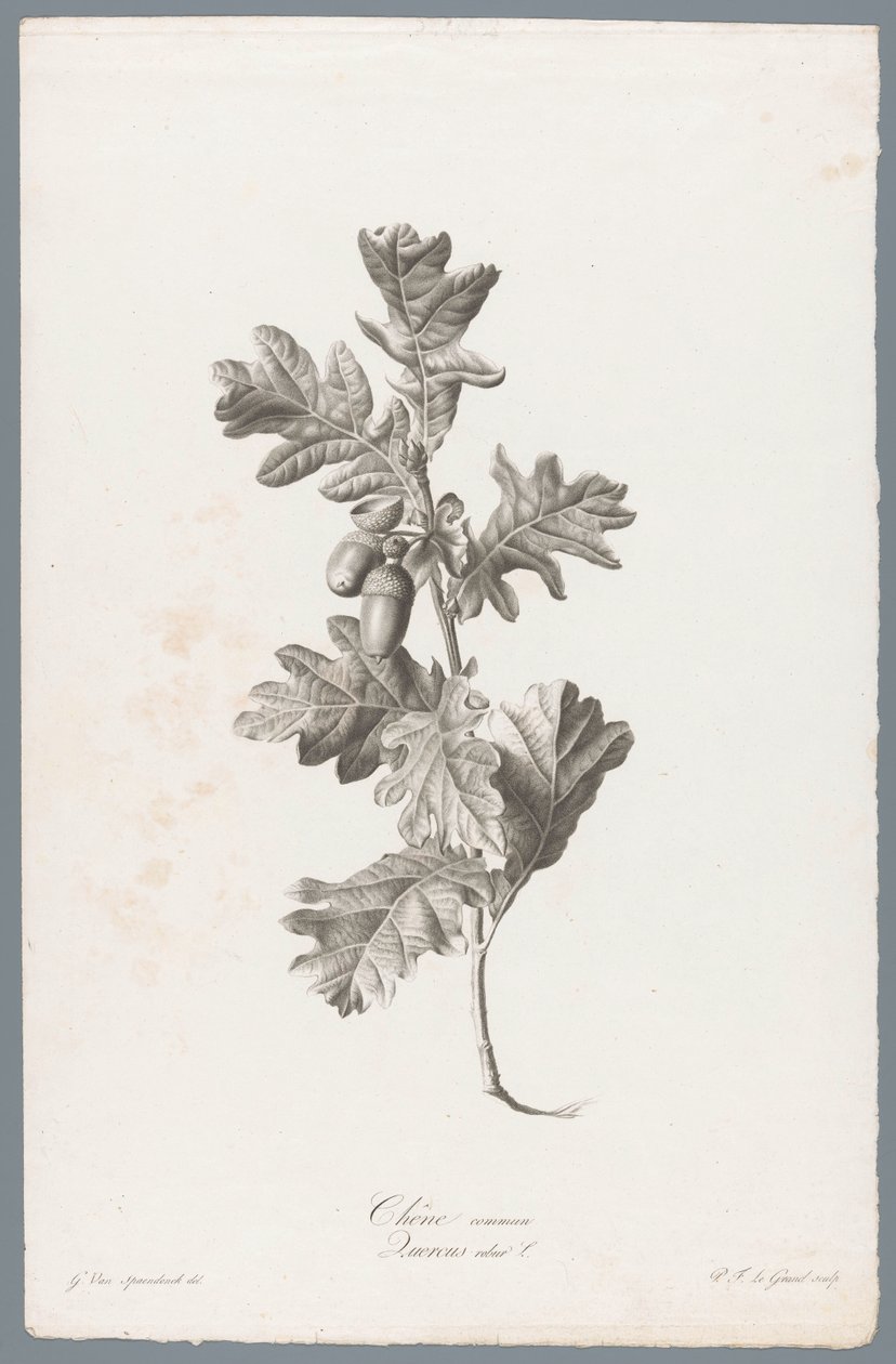 Zomerik Vann eik / Quercus robur L. (tittel på objekt) Blomster hentet fra naturen (...) (serietittel) av Pierre François Legrand