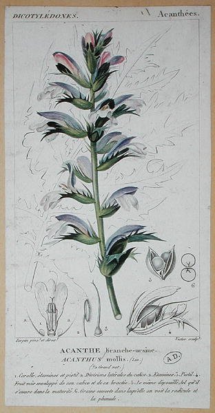 Acanthus Mollis, ca. 1820 (farget gravering) av Pierre Jean Francois (after) Turpin