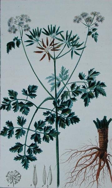 Botanisk plate som viser Kjørvel, fra 
