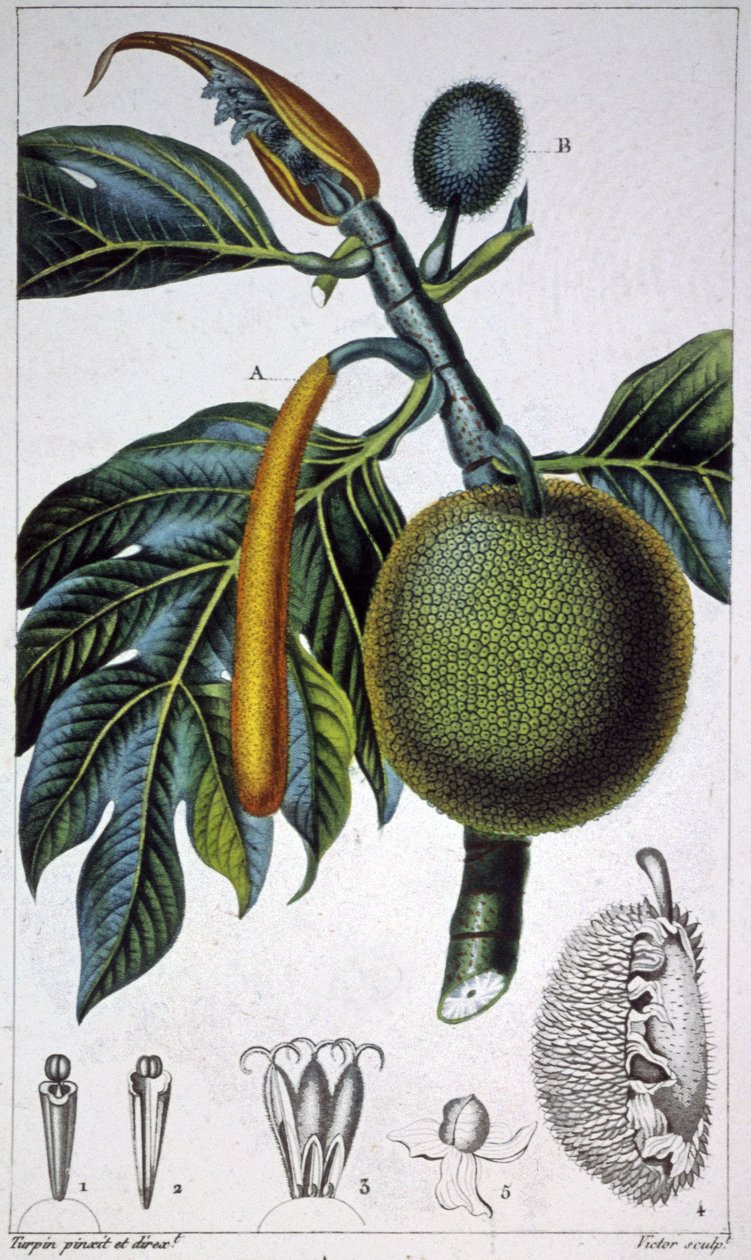 Brødfrukt av Pierre Jean Francois (after) Turpin