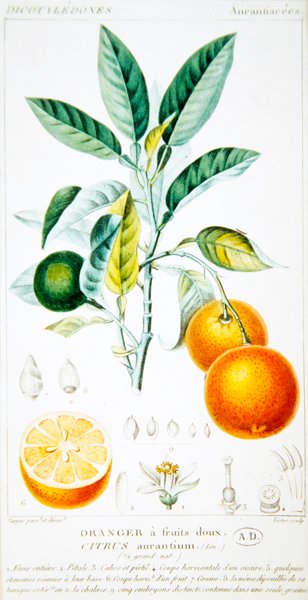 Citrus Aurantium eller Sevilla Orange, ca. 1820 (fargegravering) av Pierre Jean Francois (after) Turpin