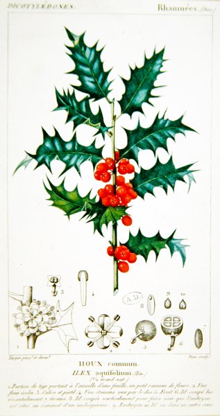 Holly (Ilex aquifolium) botanisk plate, ca. 1820 (farge litho) av Pierre Jean Francois (after) Turpin