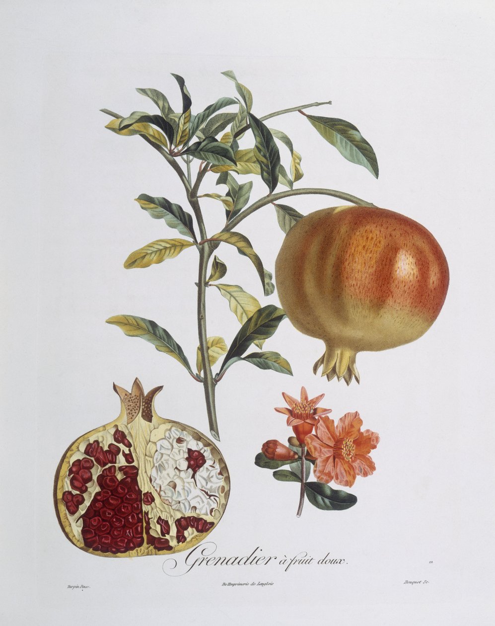 Granateple (Punica granatum) gravert av Henry Louis Duhamel du Monceau (farget gravering) av Pierre Jean Francois (after) Turpin