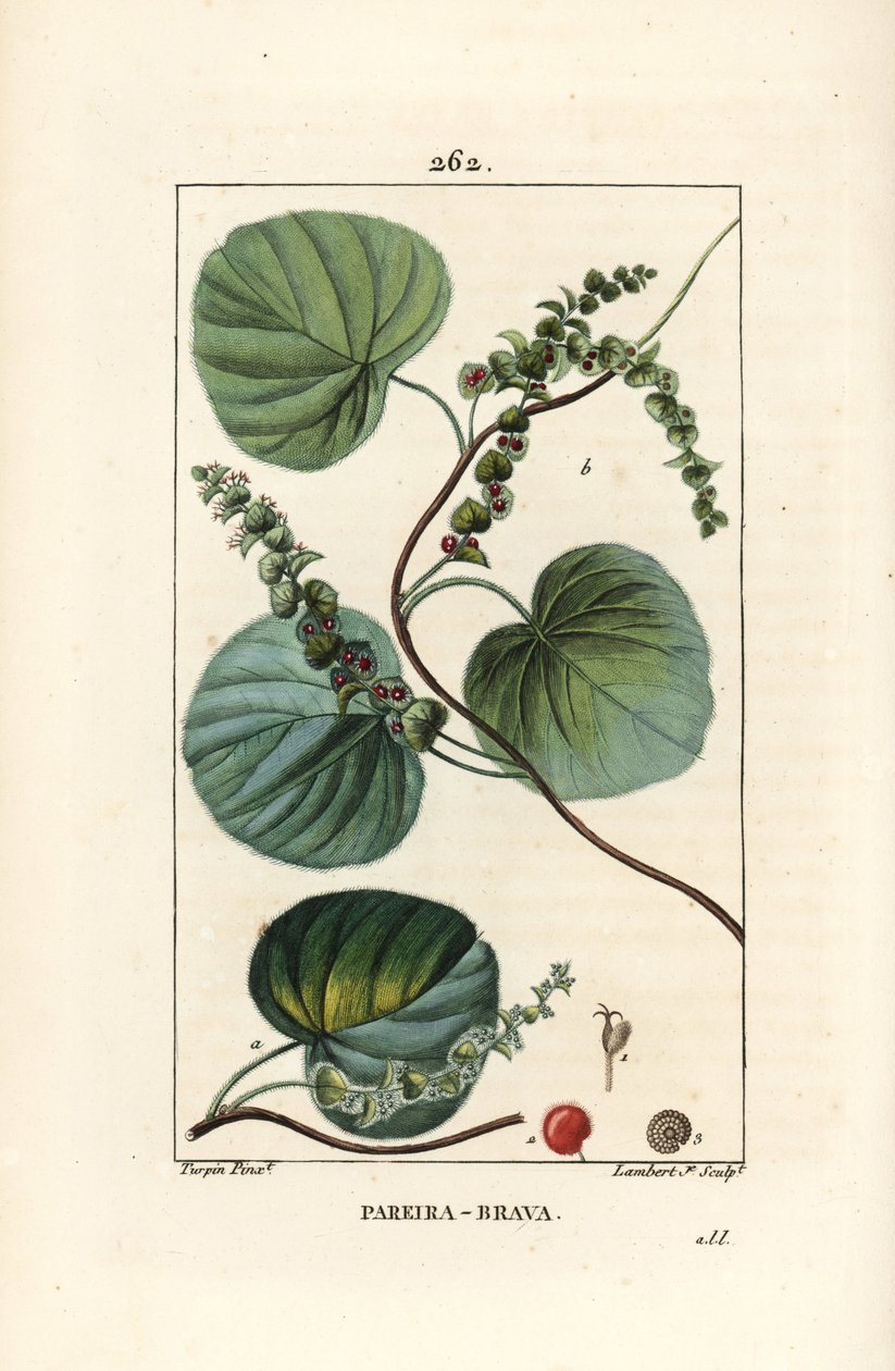 Abuta - Villvin eller abuta, Cissampelos pareira, med blomst, blad, ranke og frukt. Håndfarget kobberstikk av Lambert Junior fra en tegning av Pierre Jean-Francois Turpin fra Chaumeton, Poiret og Chamberets "" La Flore Medicale,"" av Pierre Jean Francois Turpin
