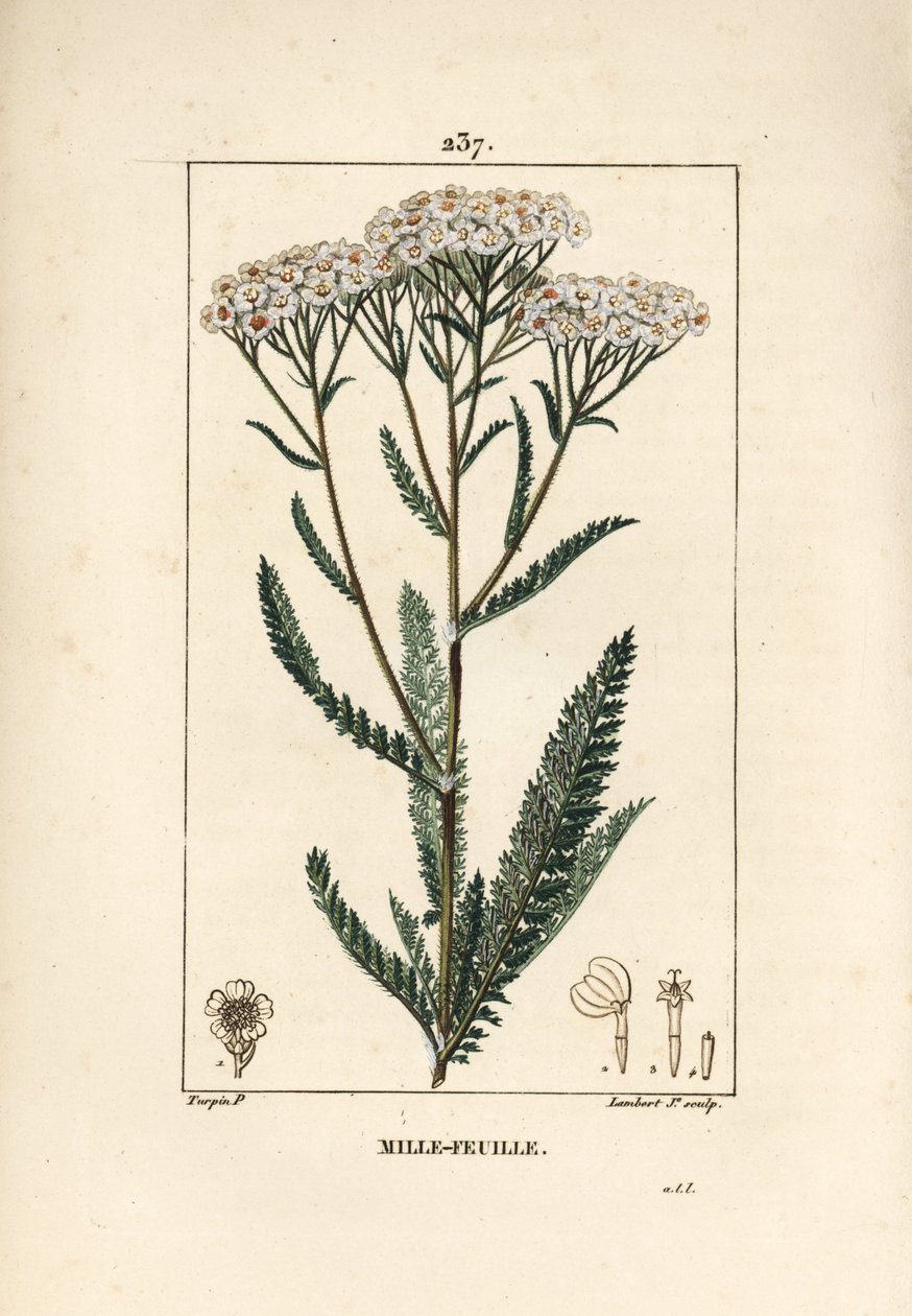 Akillee ryllik - Ryllik, Achillea millefolium. Håndfarget kobberstikk av Lambert Junior fra en tegning av Pierre Jean-Francois Turpin fra Chaumeton, Poiret og Chamberets "" La Flore Medicale,"" Paris, Panckoucke av Pierre Jean Francois Turpin