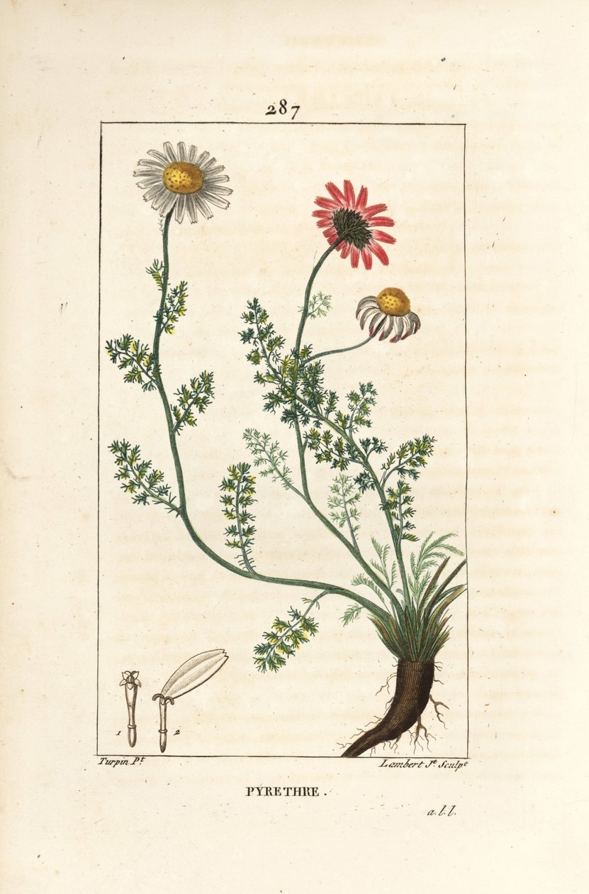 African Pyrethrum - Pellitory of Spain, Anthemis pyrethrum (Anacyclus pyrethrum) med blomster, blad, stilk og røtter. Håndfarget kobberstikk av Lambert Junior fra en tegning av Pierre Jean-Francois Turpin fra Chaumeton, Poiret og Cham av Pierre Jean Francois Turpin
