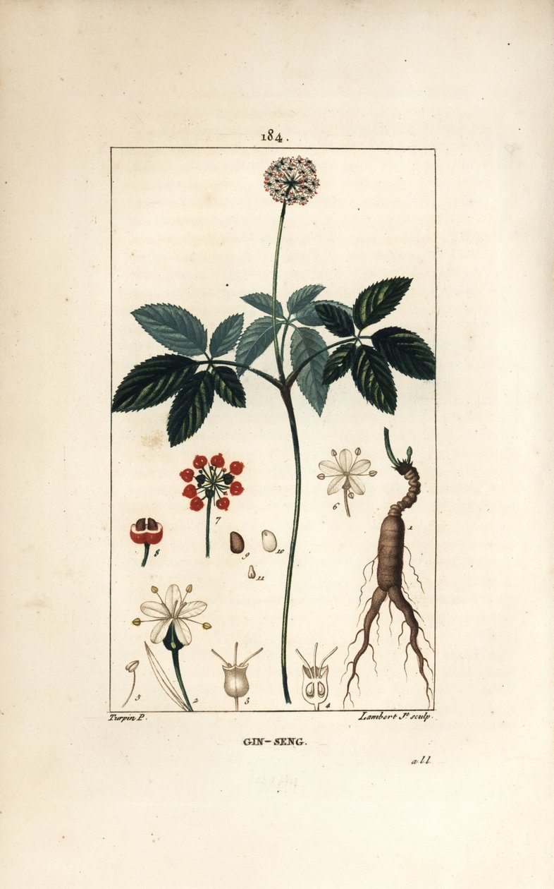 Amerikansk ginseng ou a cinq brosjyrer - Ginseng, Panax quinquefolium, med blomst, blad, frø og rot. Håndfarget kobberstikk av Lambert Junior fra en tegning av Pierre Jean-Francois Turpin fra Chaumeton, Poiret og Chamberets "" La Fl av Pierre Jean Francois Turpin