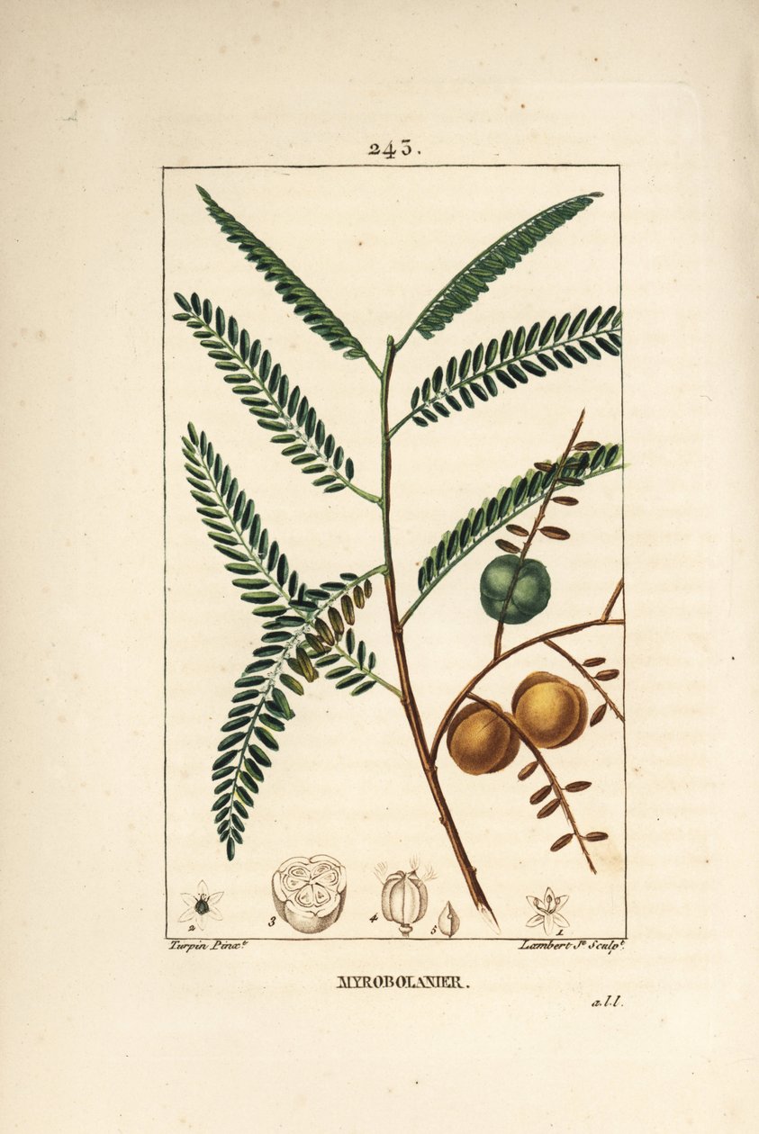 Amla (amala, amalaki), nepalesisk eller indisk rips, myrobolan emblique - nepalesisk eller indisk stikkelsbær, Phyllanthus emblica, blad, frukt og frø. Håndfarget kobberstikk av Lambert Junior etter en tegning av Pierre Jean-Francois Turpin fra av Pierre Jean Francois Turpin