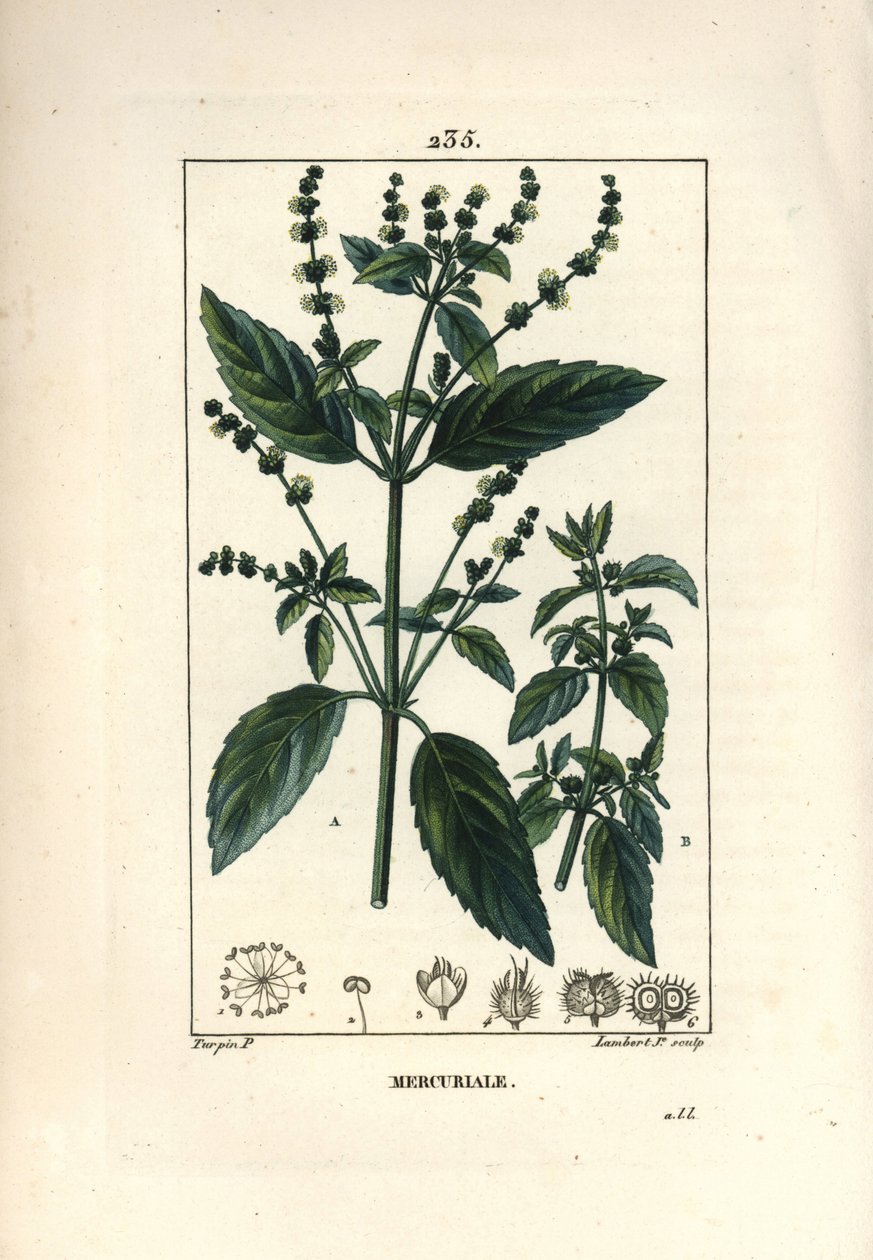 Annual Mercuriale - Mercurial, Mercurialis annua. Håndfarget kobberstikk av Lambert Junior fra en tegning av Pierre Jean-Francois Turpin fra Chaumeton, Poiret og Chamberets "" La Flore Medicale,"" Paris, Panckoucke av Pierre Jean Francois Turpin