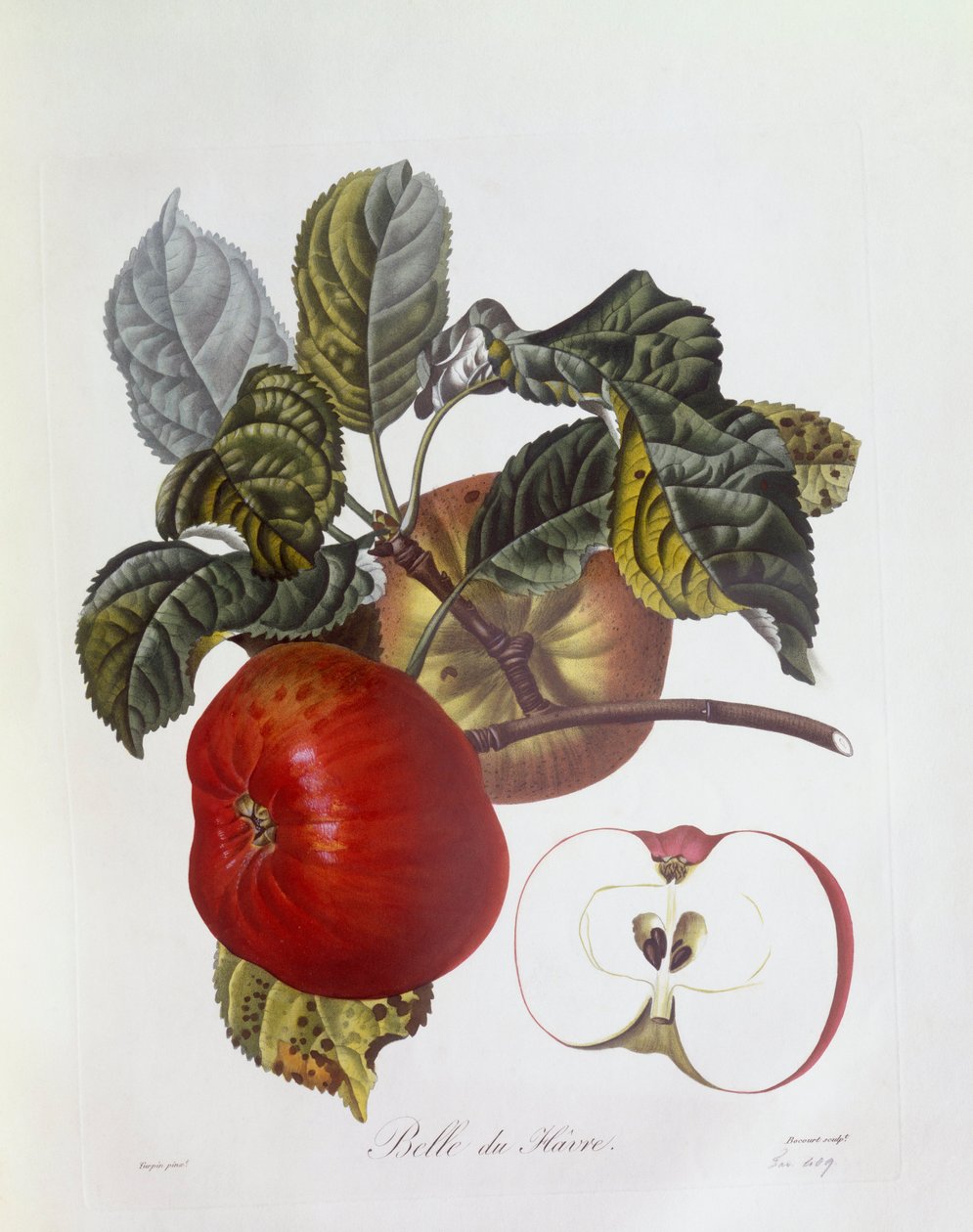 Eple "Belle du Havre", Henry Louis Duhamel du Monceau, botanisk tallerken av Pierre Jean Francois Turpin av Pierre Jean Francois Turpin